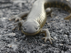 Ambystoma mavortium