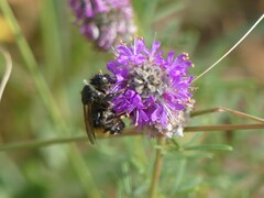 Bombus