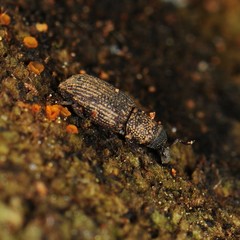 Dryophthorus americanus