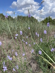 Verbena xutha