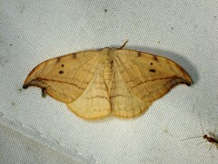 Drepana arcuata
