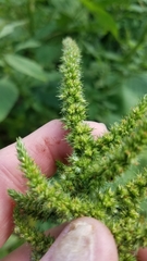Amaranthus hybridus