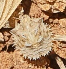 Ancyrosoma leucogrammes