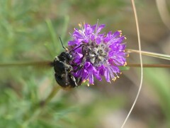Bombus