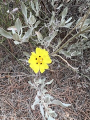 Cistus halimifolius