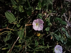 Convolvulus arvensis