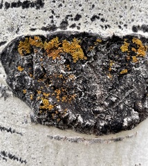 Xanthomendoza fallax