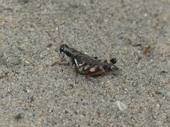 Melanoplus fasciatus