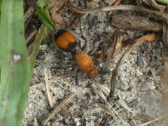 Dasymutilla bioculata