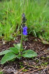 Salvia prunelloides