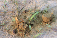 Calvatia boninensis