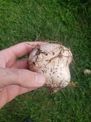 Calvatia cyathiformis