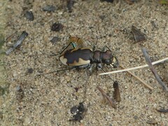 Cicindela formosa