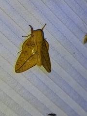 Syssphinx bisecta