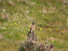 Oenanthe pileata pileata