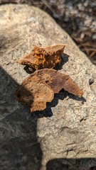Fuscoporia gilva