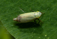 Cicadella viridis
