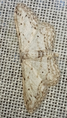 Sterrhinae