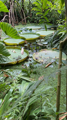 Victoria amazonica