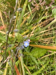 Myosotis arvensis