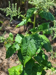 Chenopodiastrum hybridum