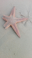 Astropecten aranciacus