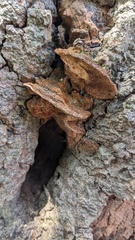 Fuscoporia gilva