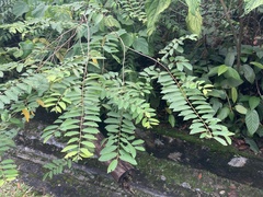 Bridelia tomentosa