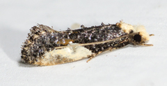 Monopis longella