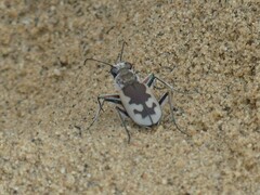 Cicindela formosa