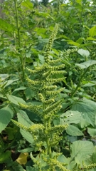 Amaranthus hybridus