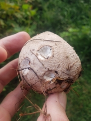 Calvatia cyathiformis