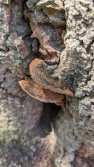 Fuscoporia gilva