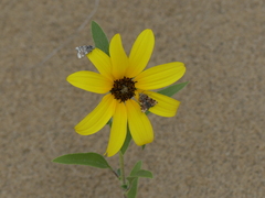Helianthus pauciflorus