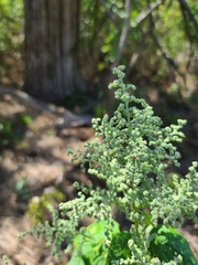 Chenopodiastrum hybridum