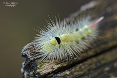 Calliteara pudibunda