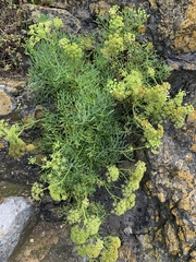 Crithmum maritimum