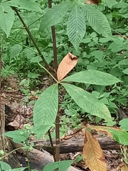 Aesculus