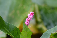 Persicaria amphibia