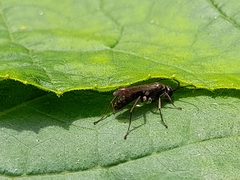 Auplopus carbonarius