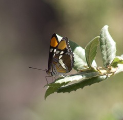 Adelpha californica