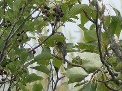Vireo solitarius