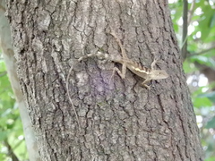 Diploderma swinhonis