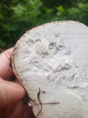 Calvatia cyathiformis