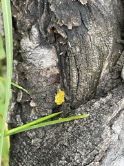 Xanthomendoza fallax