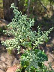 Chenopodiastrum hybridum