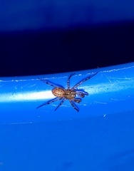 Steatoda castanea