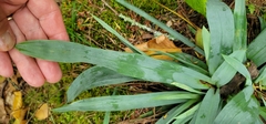 Carex platyphylla