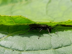 Auplopus carbonarius