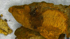 Fuscoporia gilva